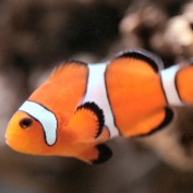 vahidpeer profile image