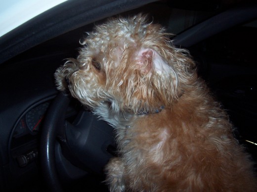 Puppy Getting Ready to Go for a Drive