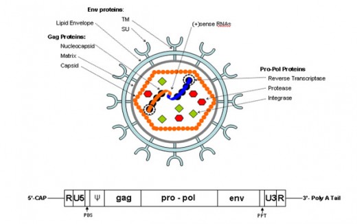 Retrovirus Structure And Life Cycle Hubpages