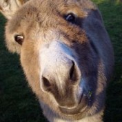 yvonnef profile image