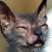 CAStevens profile image