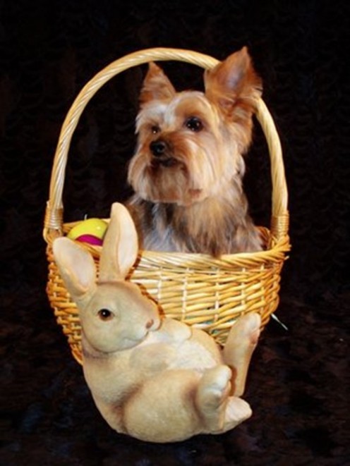 Jesse in his Easter basket