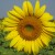 Sunflower Field in Chok Chai Farms Korat, Thailand Sunflower Field in Chok Chai Farms Korat, Thailand