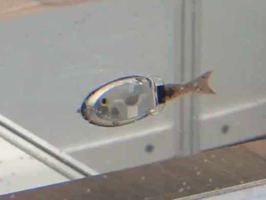 Tiny Robot fish swims!