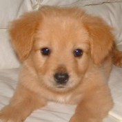 Abidoggie profile image