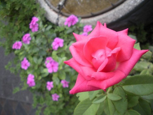 A Rose from the Garden