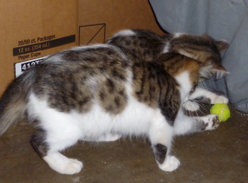 Mayfield & Sister Sue playing in their new home  - Kittens will be Kittens!