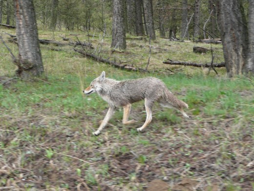 Coyote On The Run