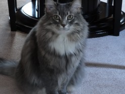 How to Stop Your Cats From Scratching Your Furniture For Good