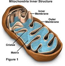 Mitochondria are the energy plants for our cells
