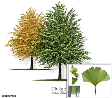 Do you know what Ginkgo looks like?