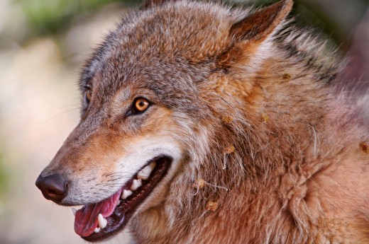 Grace would always watch for her wolf, the one with yellow eyes.