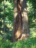 The Old Tree Haiku.