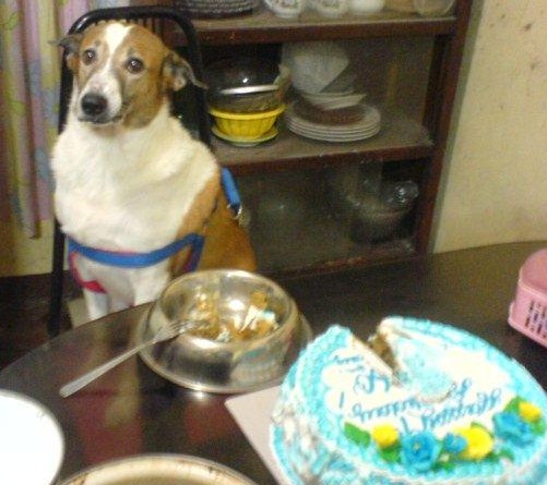 Peso's 9th Birthday, it was July 27th midnight, dog was frowning because I came home late from overtime