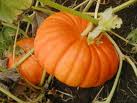Pumpkins aren't just for carving... it exfoliates and does so much more!