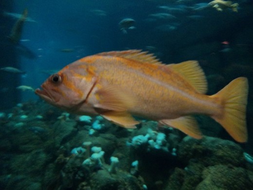 Fish Swimming in Large Reef Tank