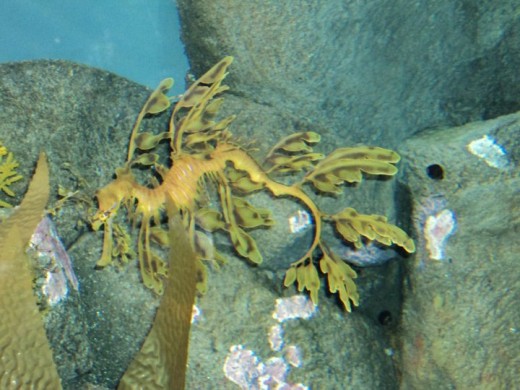 Underwater Sea Life