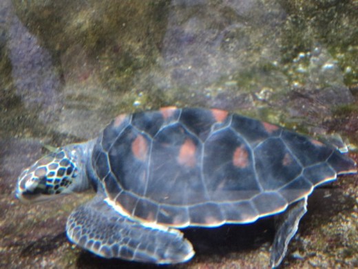 A Seas Turtle