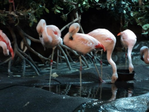 A flock of Flamingoes