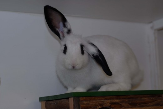 www.animalfriendsrescue.org
