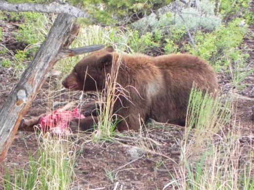 Black Bear Fresh Kill Near Lamar Valley