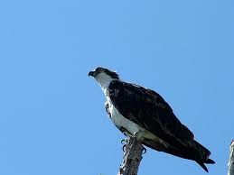 Osprey on its perch