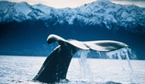 If there at the right time you might see a whale !