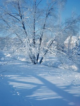 Winter scenes from a park.