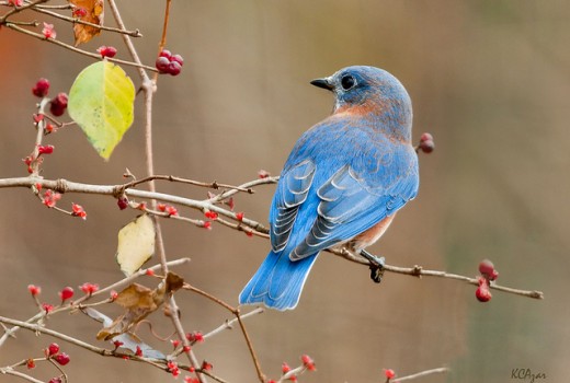 Eastern Bluebird