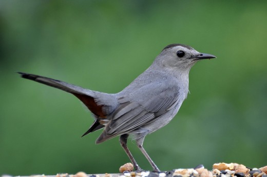 Catbird