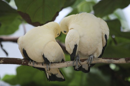 Doves