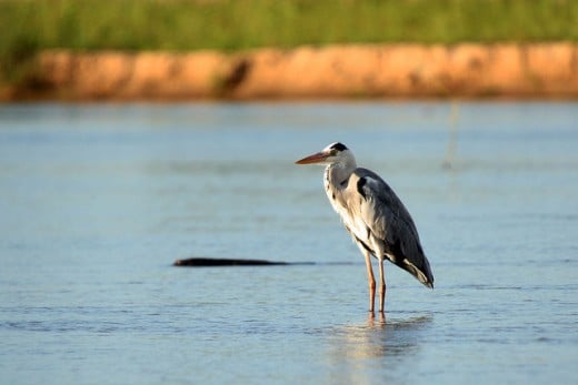Heron