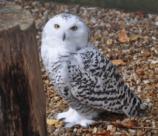 Owls