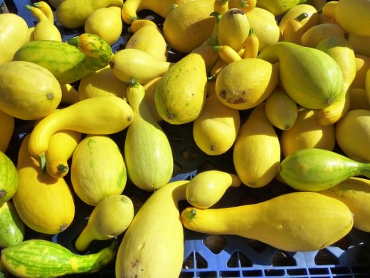 Yellow Summer Squash Yellow Summer Squash