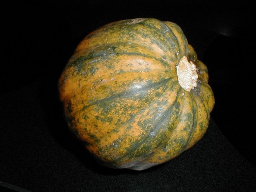 Acorn Squash Acorn Squash