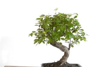 Indoor bonsai trees are mystical, magical and beautiful.
