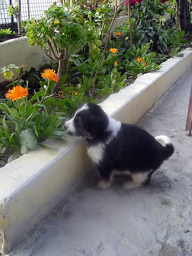 A cute dog enjoying his visit of Harsil in Uttranchal.
