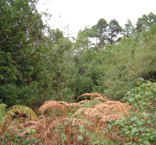 Woods in El Tanque