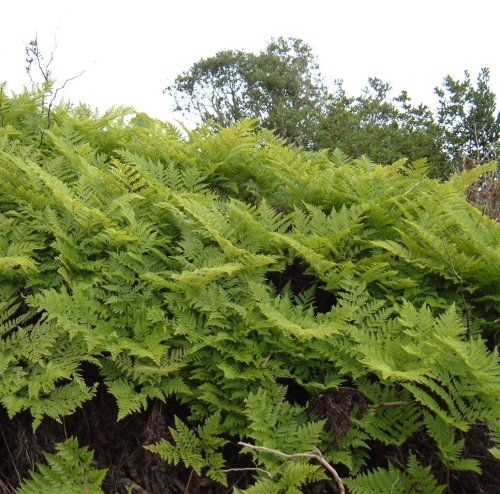Ferns