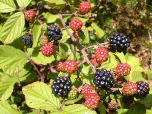Blackberries