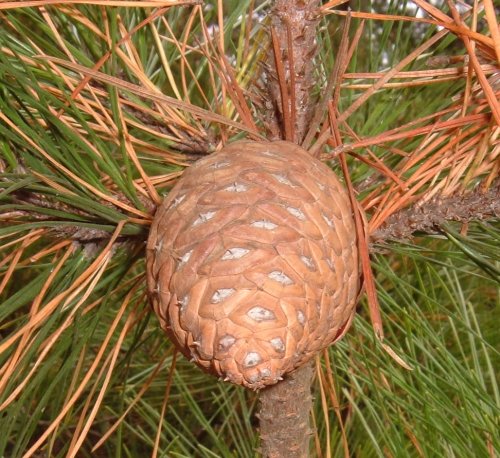 Pine cone