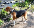 Beagle Dog Facts and Beagle Dog Breed Interesting Information