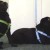 Roc and Golly in Luxury Harness & Leash Sets