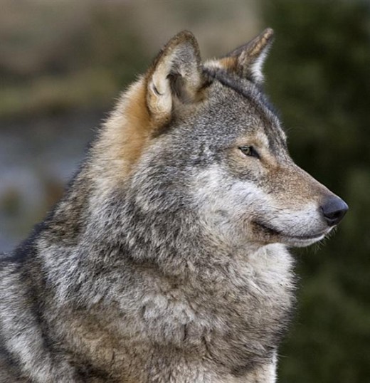 arctic wolf predators