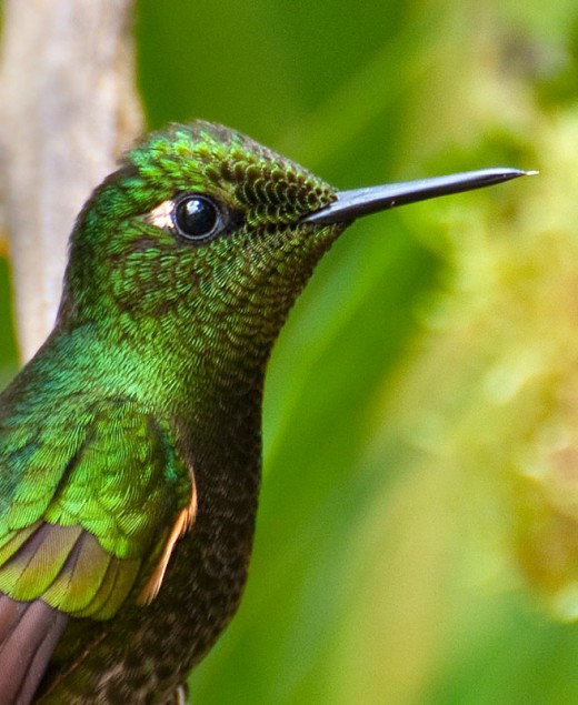 Buff-tailed Coronet