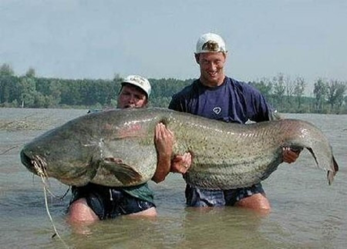 World record catfish are always an exciting catch!