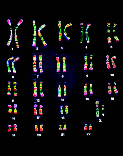 Exploding the above chromosome and looking at human DNA. We have 23 pairs. Males have the small "Y" chromosome and females have the "X" chromosome...