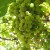 Palomino Grape for making Brandy de Jerez Palomino Grape for making Brandy de Jerez