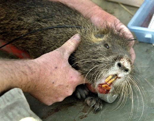 bounty-hunting-nutria-in-lousianna-hubpages