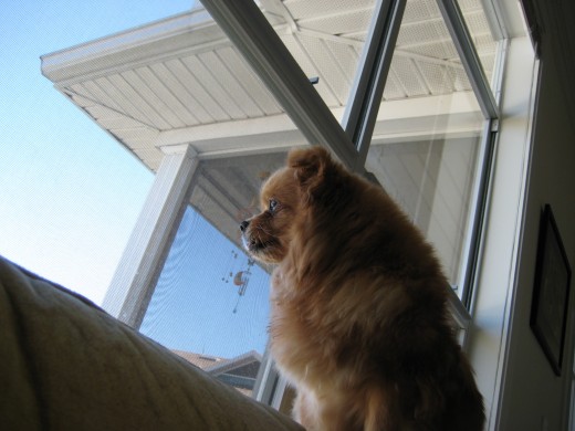 She loves the view from our top floor condo